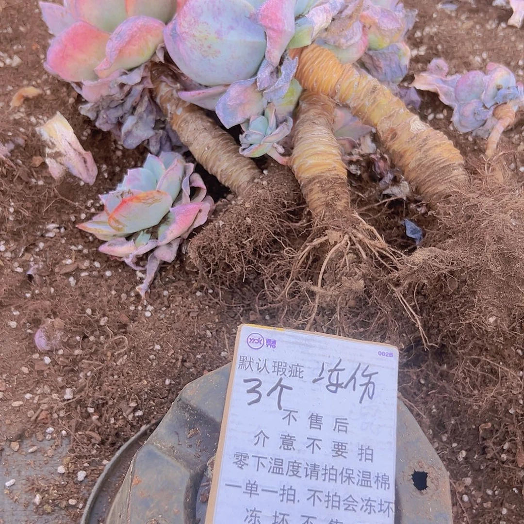 凤3个脱土发有瑕疵冻伤