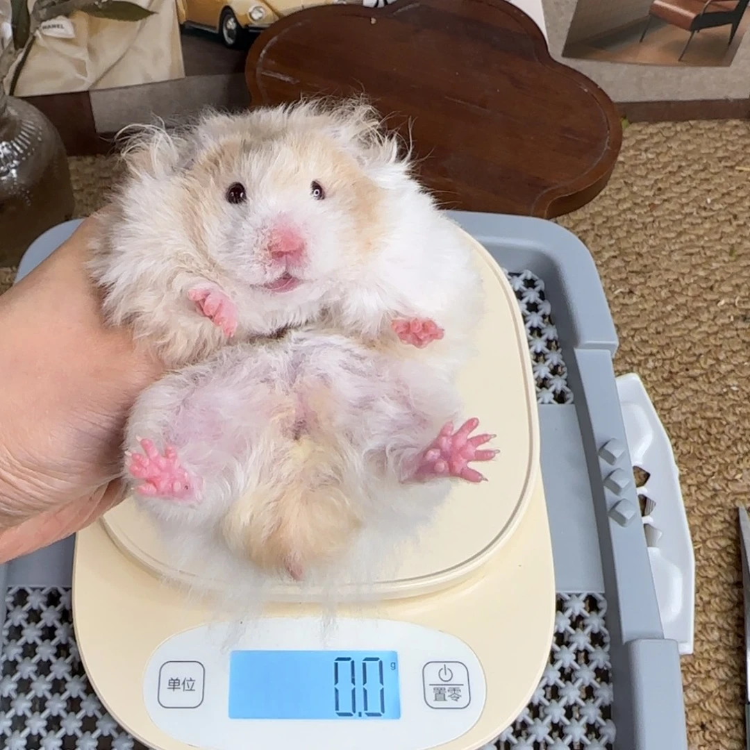 卷毛肉桂波妹妹8.08
