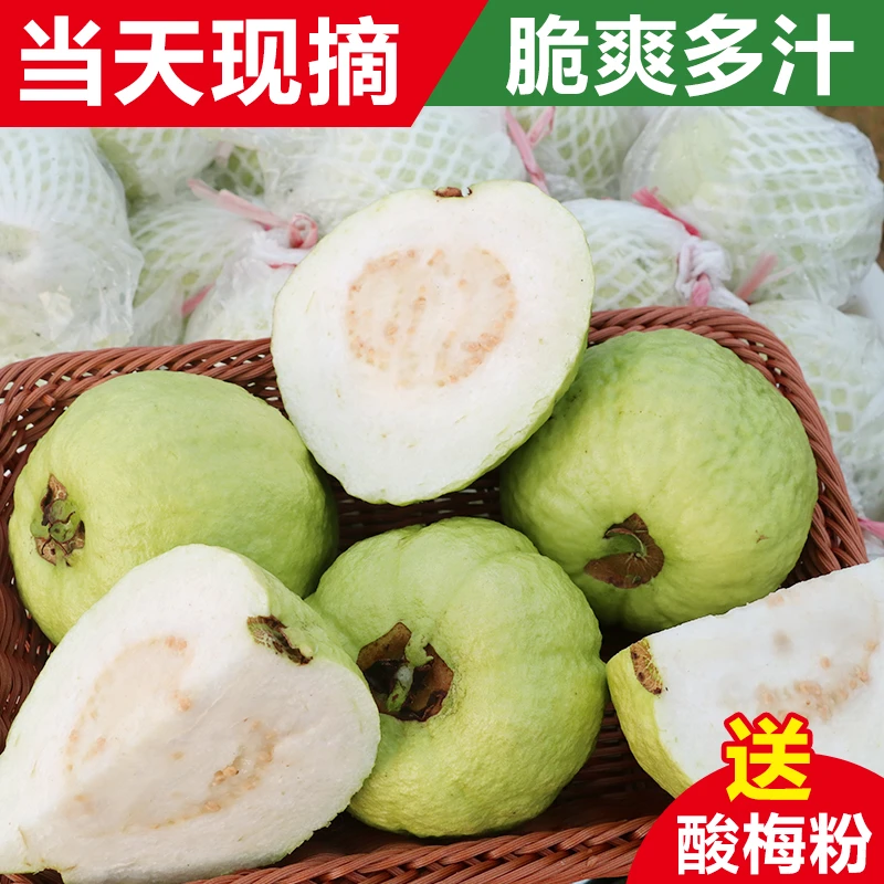 广东白心芭乐自家种植每天采摘番石榴脆甜多汁热带水果