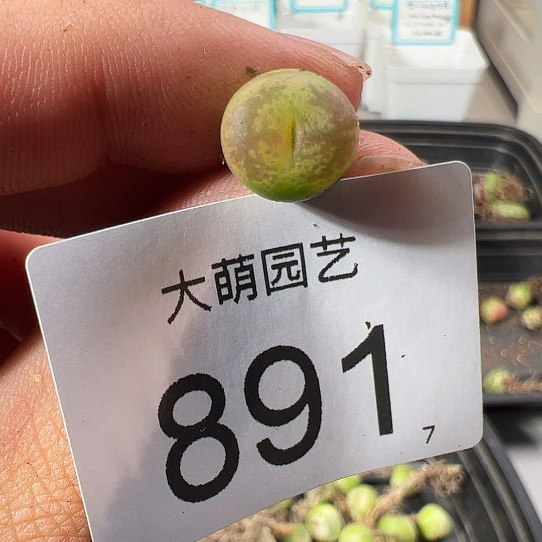 0000891 一物一拍……