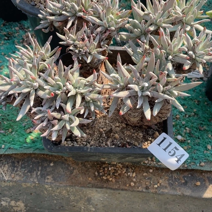 154号白鹭多肉植物