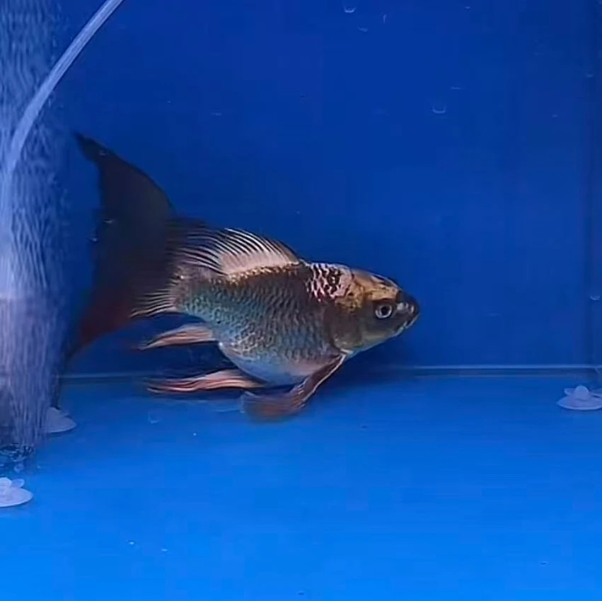 精品蝴蝶鲤金黑色猫