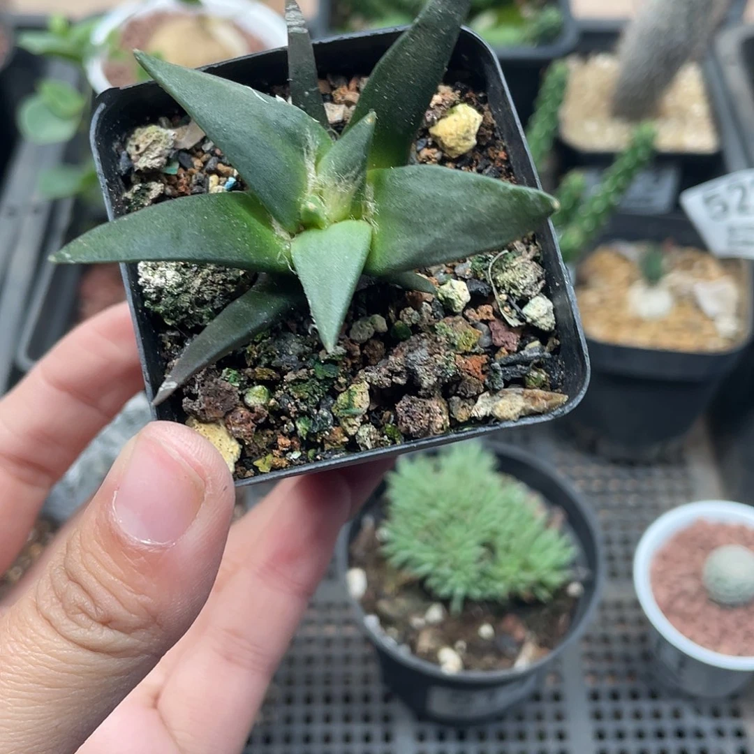 544岩牡丹（满18元包邮）