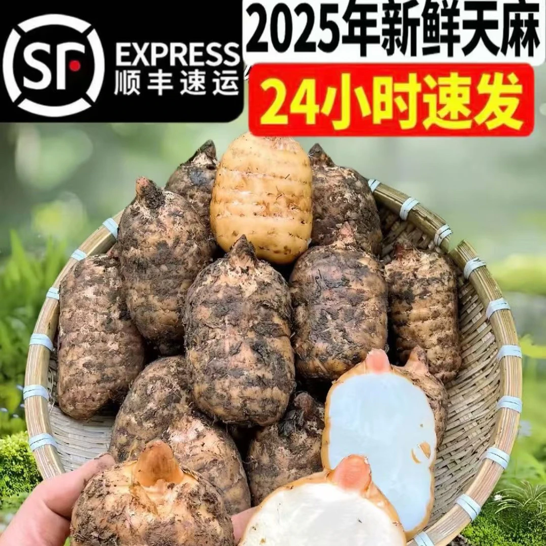 贵州高山新鲜天麻仿野生种植可炖汤炖鸡毕节天麻现挖现发