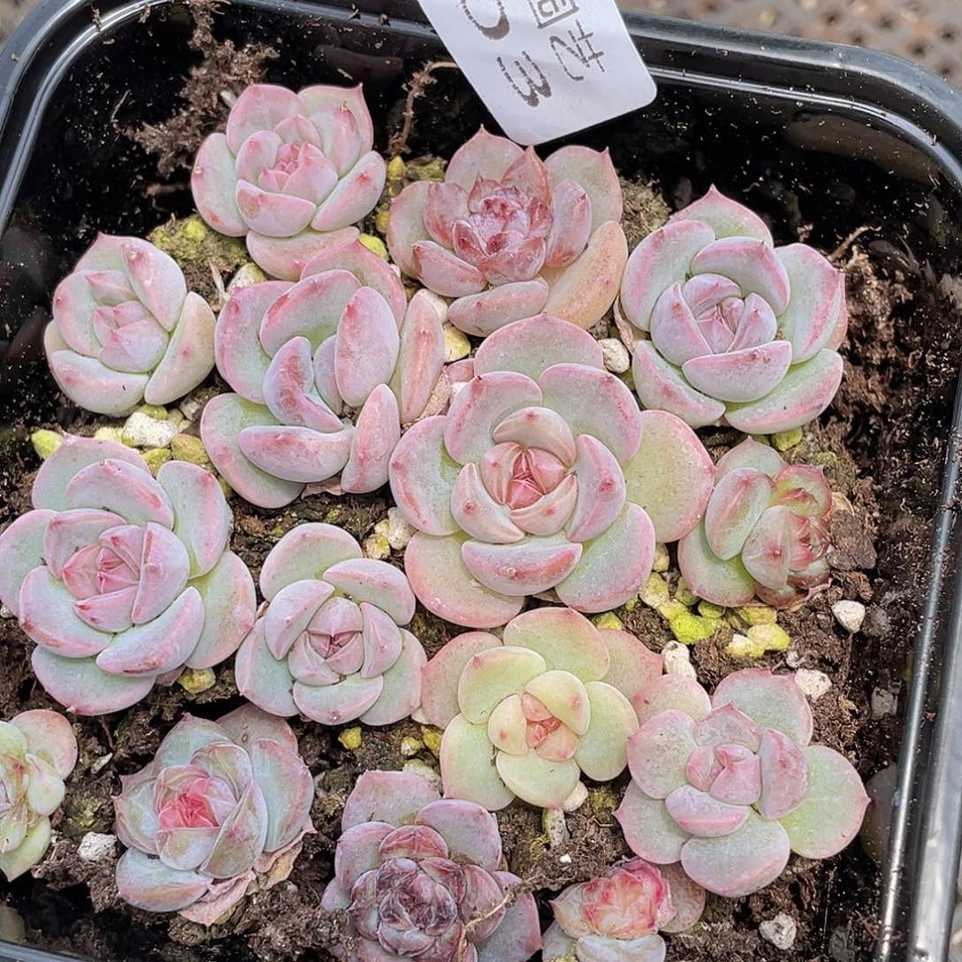 多肉植物多肉植物503