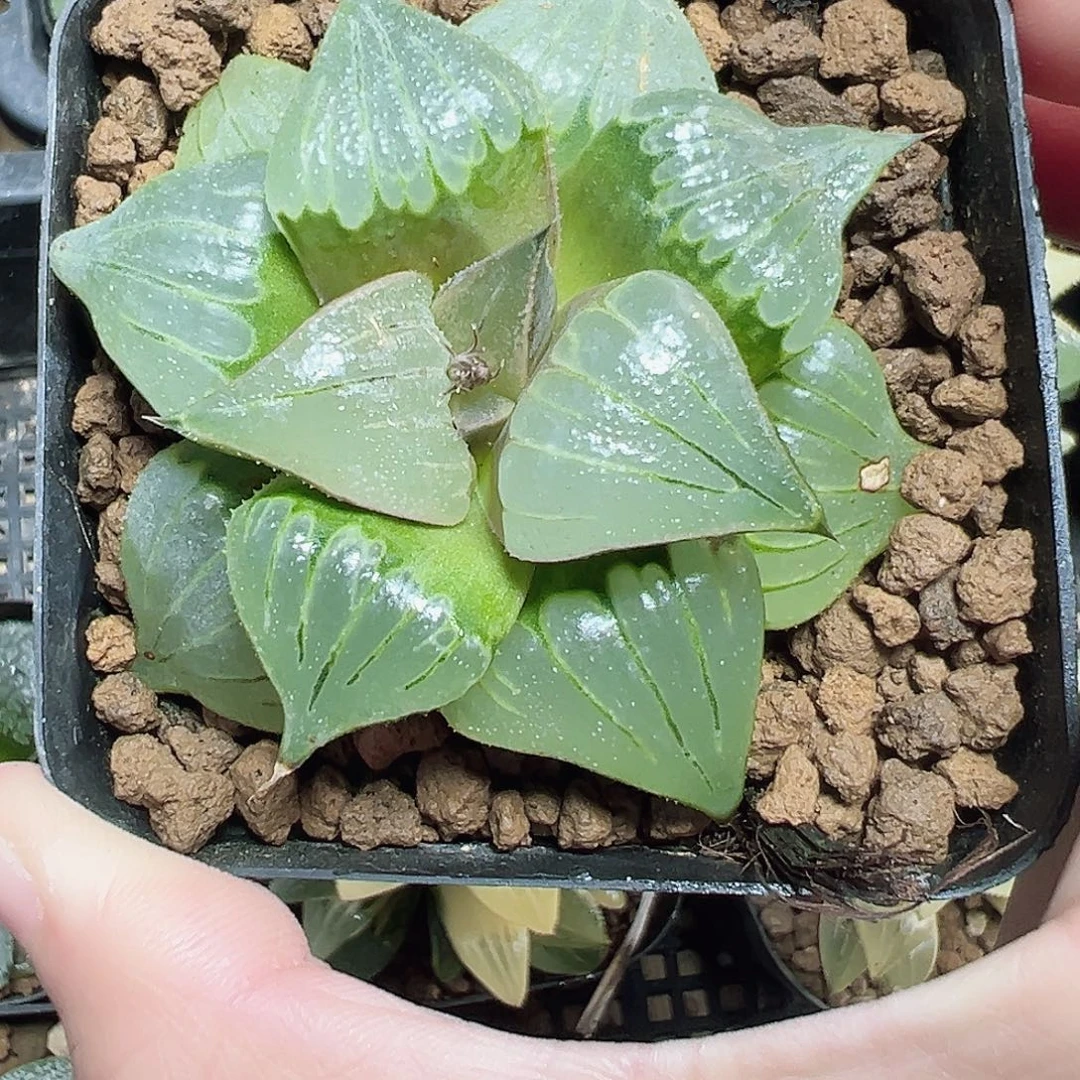 方盆媚凤寿多肉一颗