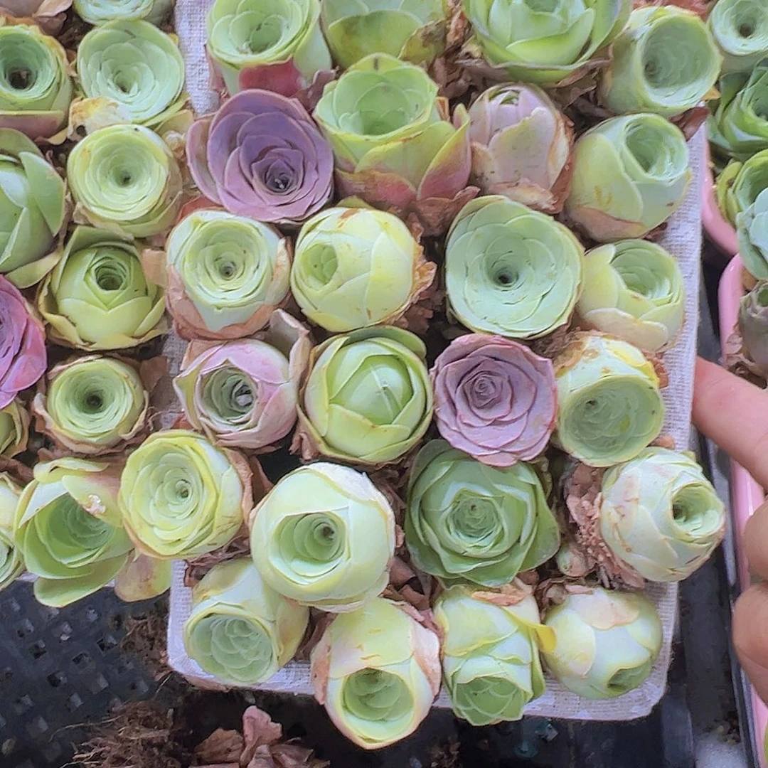 中苗组合30个2到3厘米