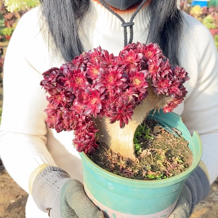 只****赵456铜壶超白锦