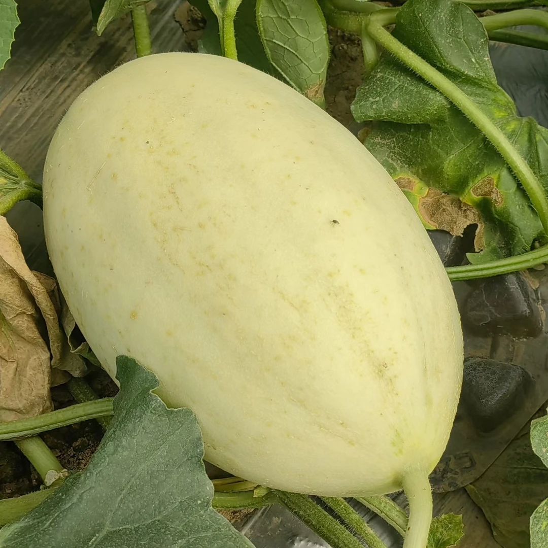 兰州白兰瓜单颗重4—5斤顺丰包邮