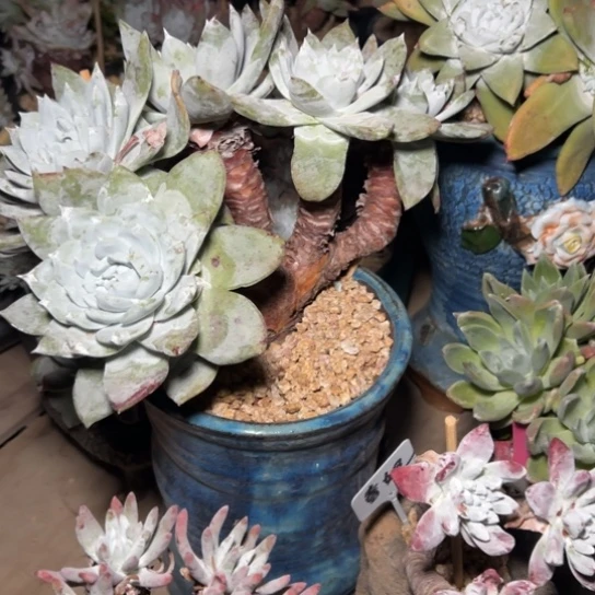 春*谢谢姐姐～一物一拍7多肉