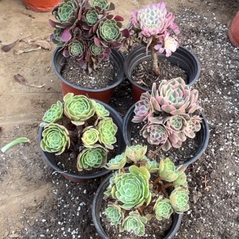 670多肉植物组合，