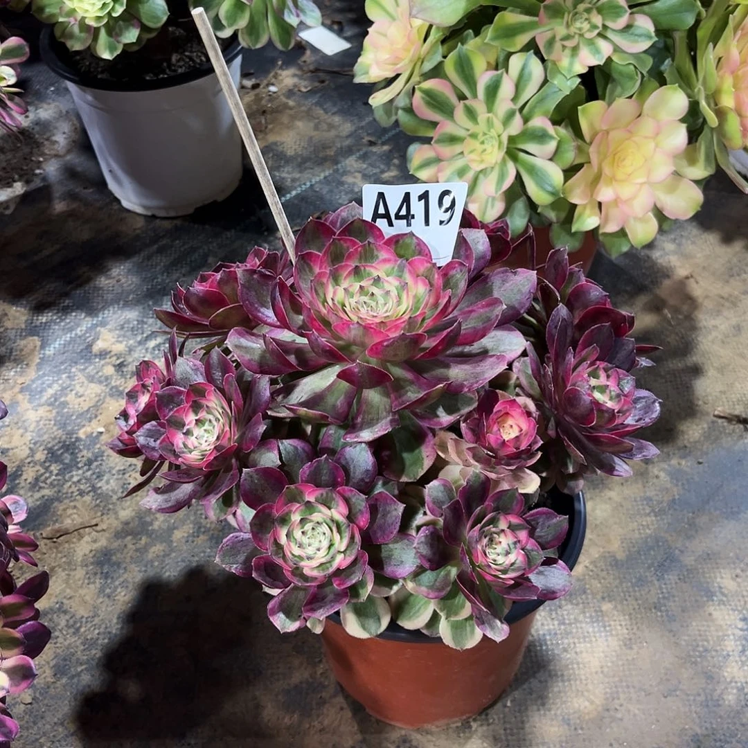 多肉植物云荷419多肉