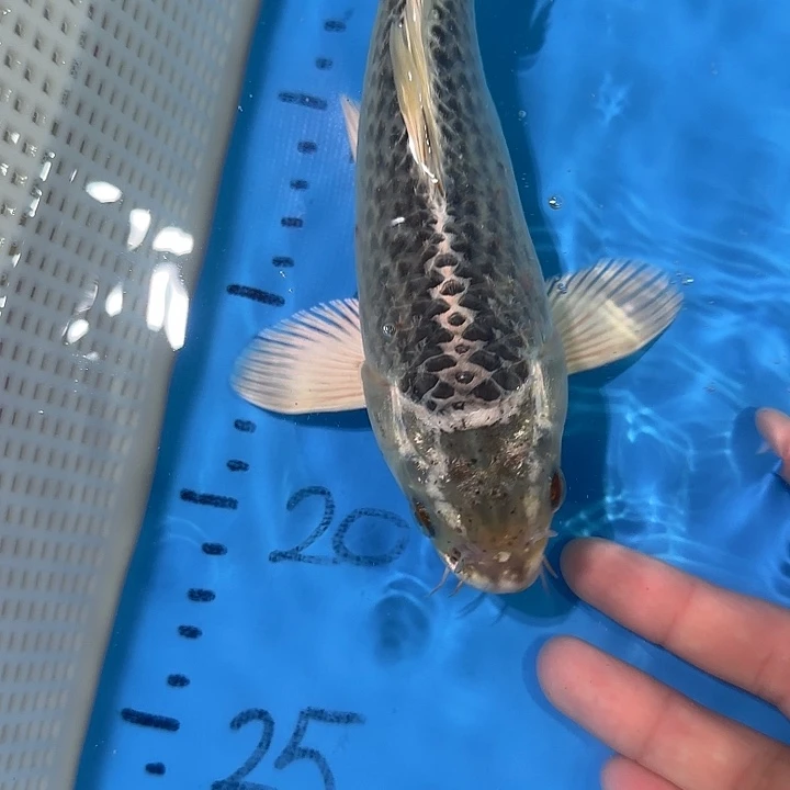 锦鲤锦鲤包邮包售后