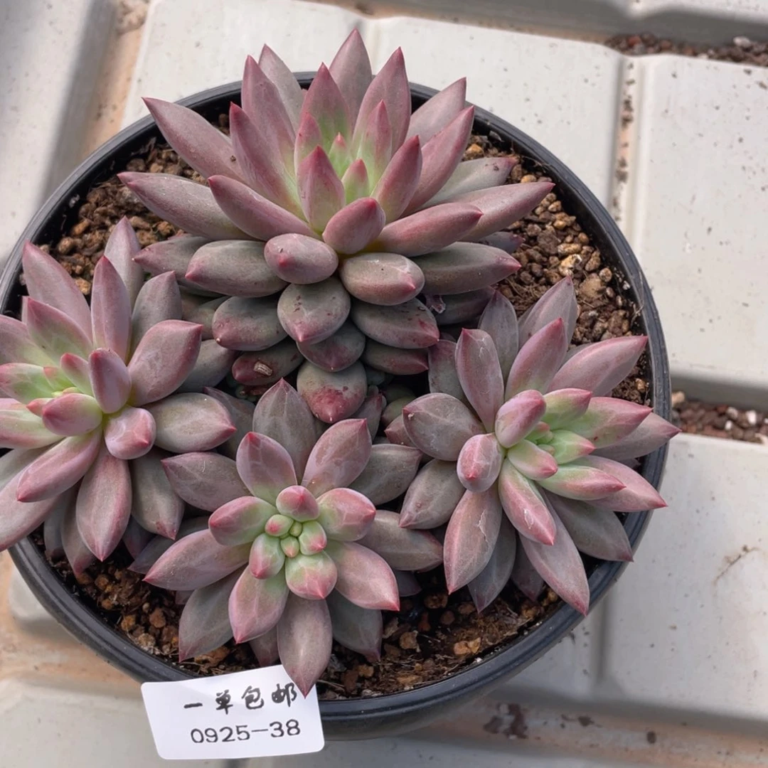 0925-38虞。。。。。。。。