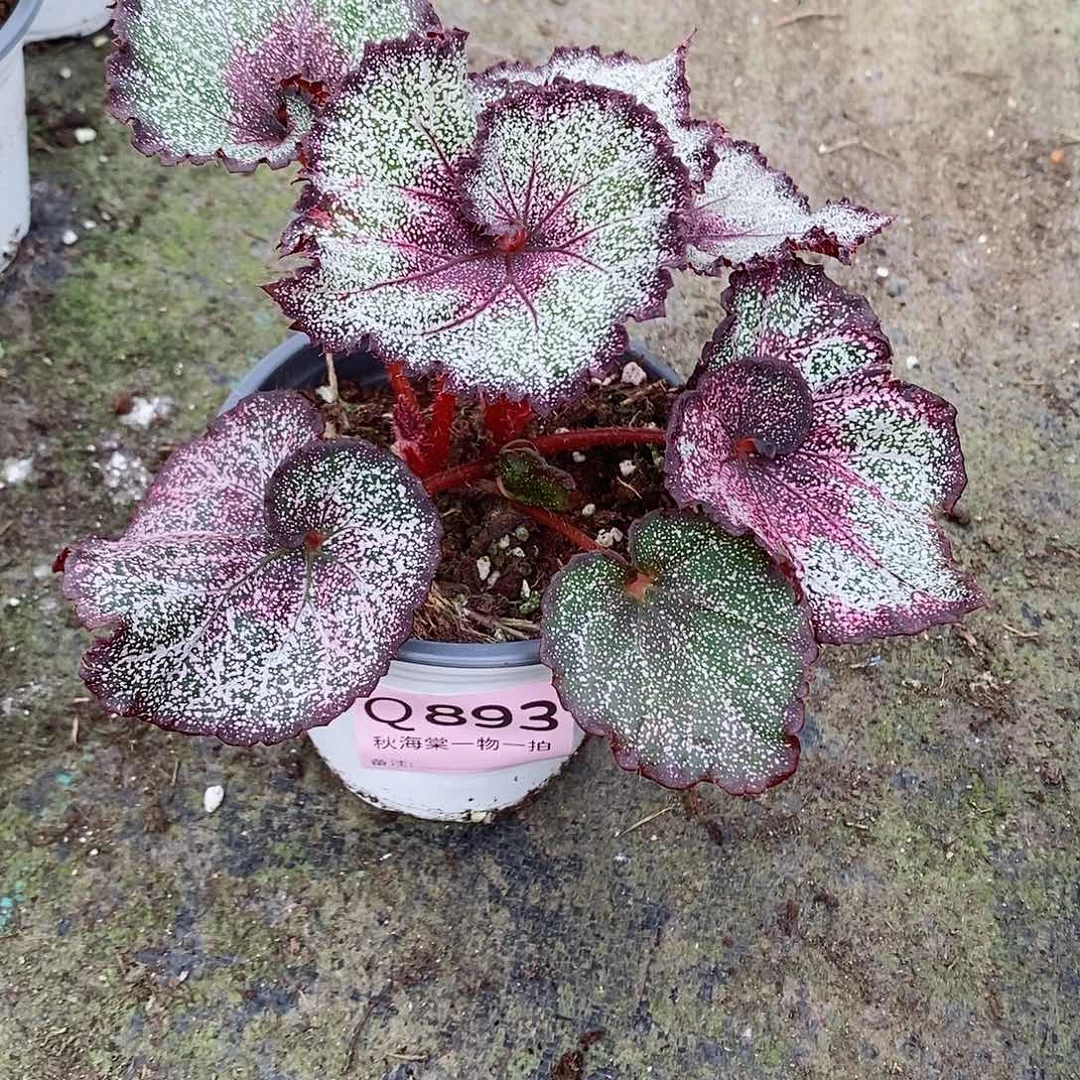 不开花植物芒***糍秋海棠893