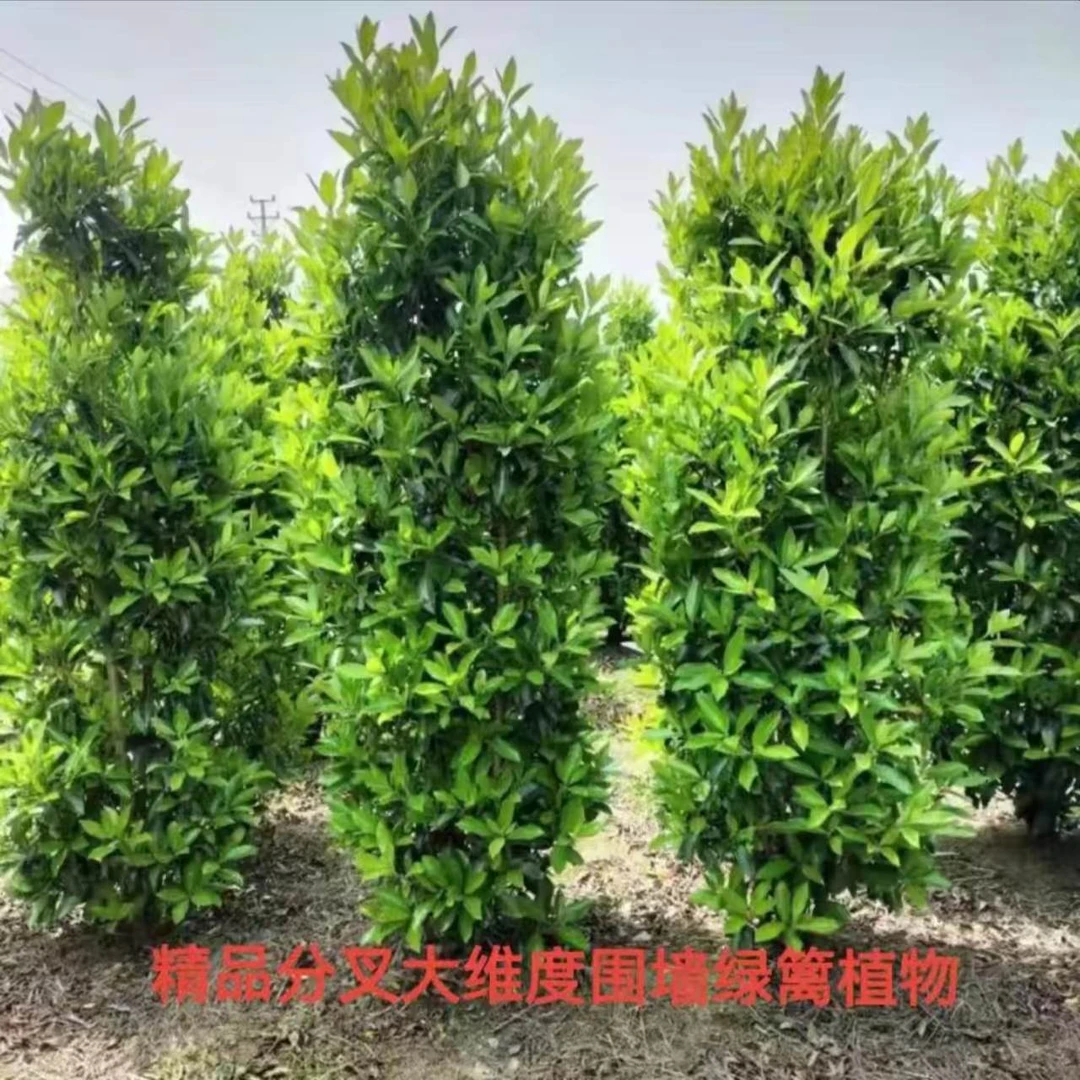 丛生北海道大叶黄杨树苗绿篱冬青工程绿化四季常青不落叶庭院围墙