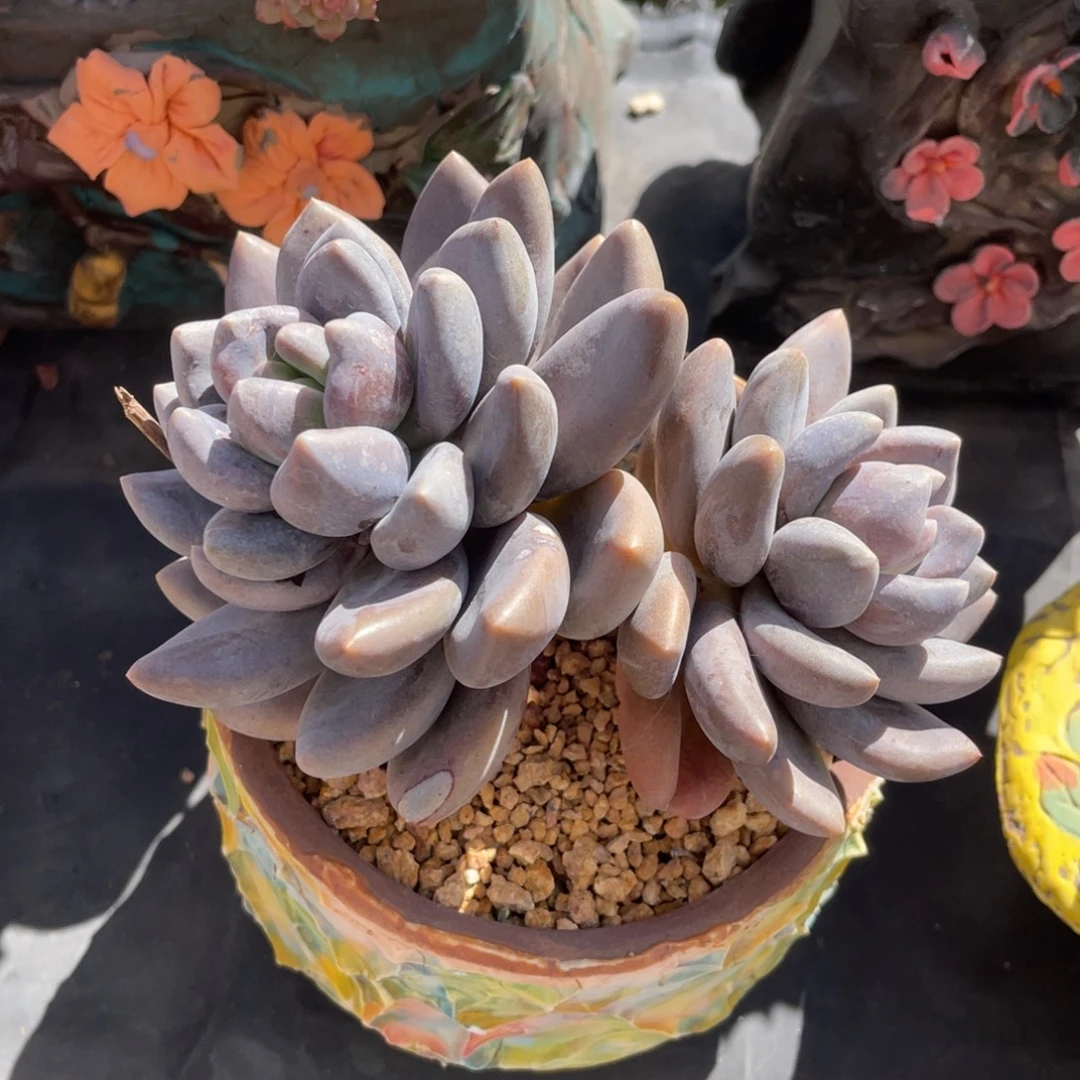 黑手指双头老桩黑色系