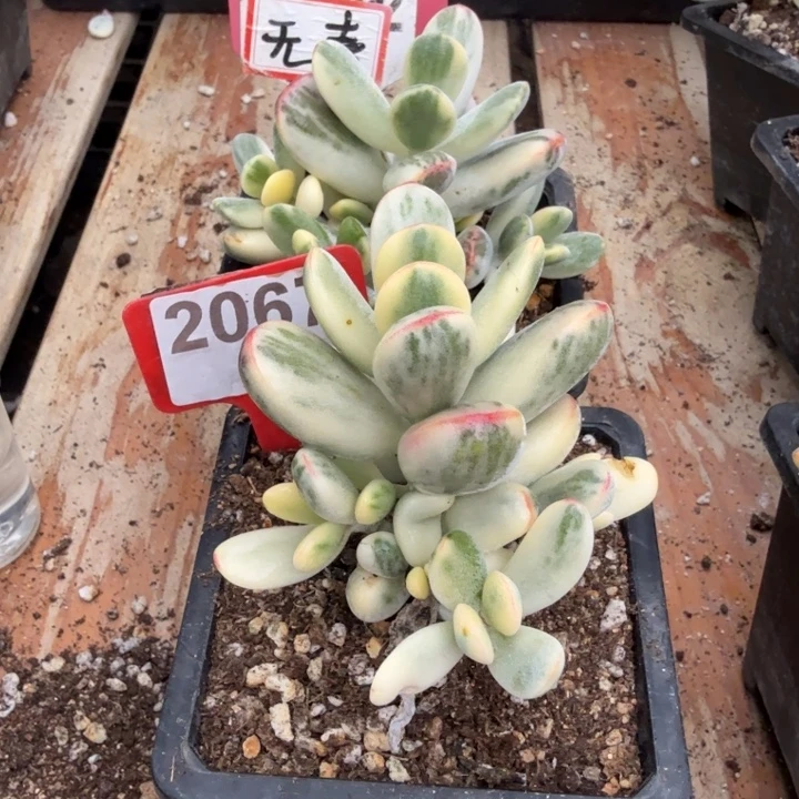 多肉植物乒乓福娘锦啊