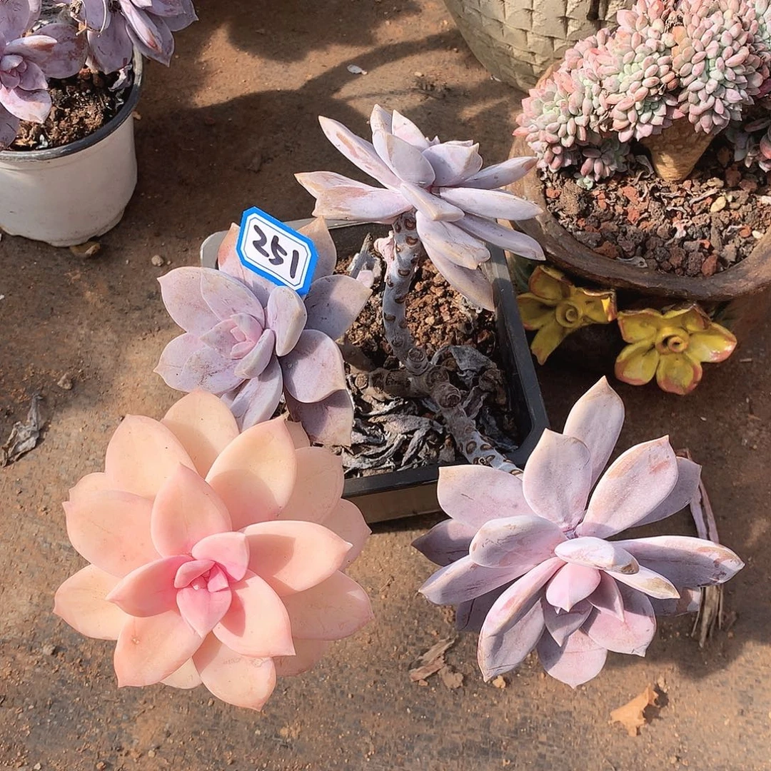 251风车锦一物一拍多肉