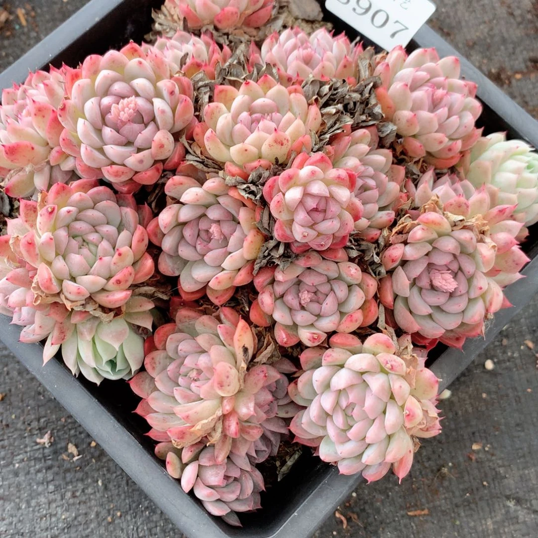 水****58907杂交多肉植物基地