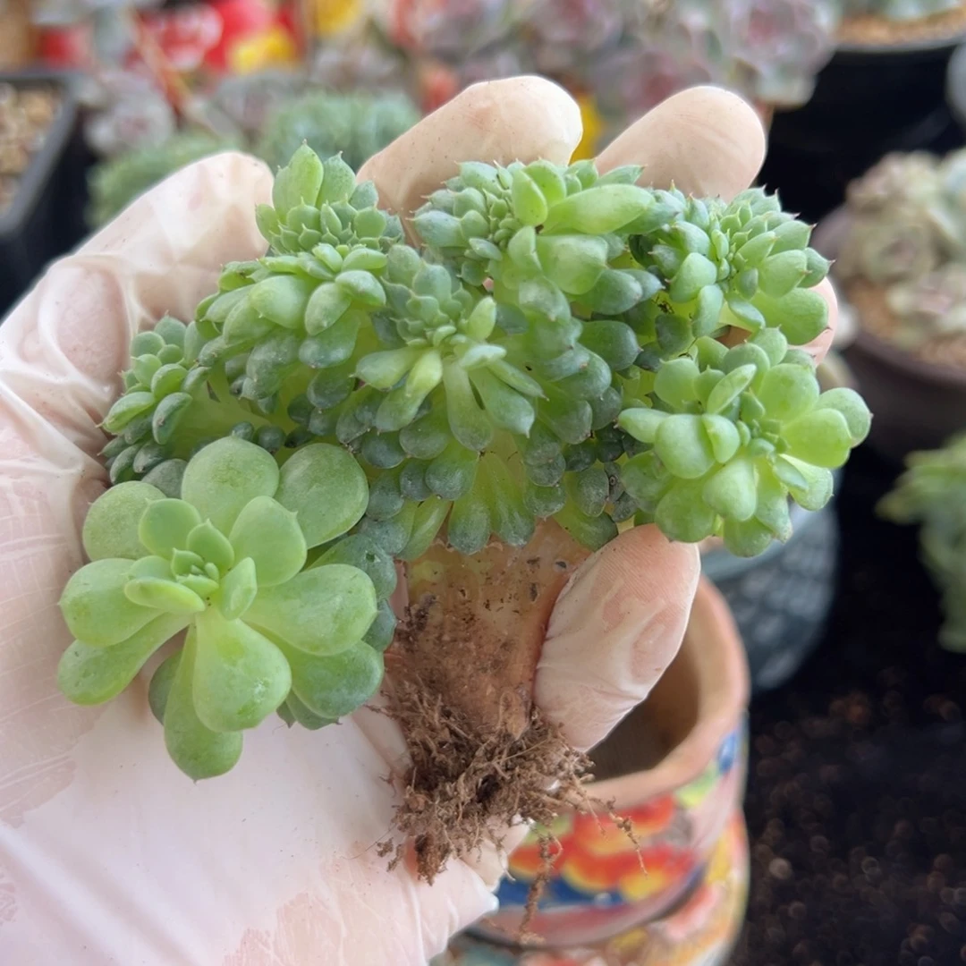 半*新年快乐 新年快乐 新年快乐