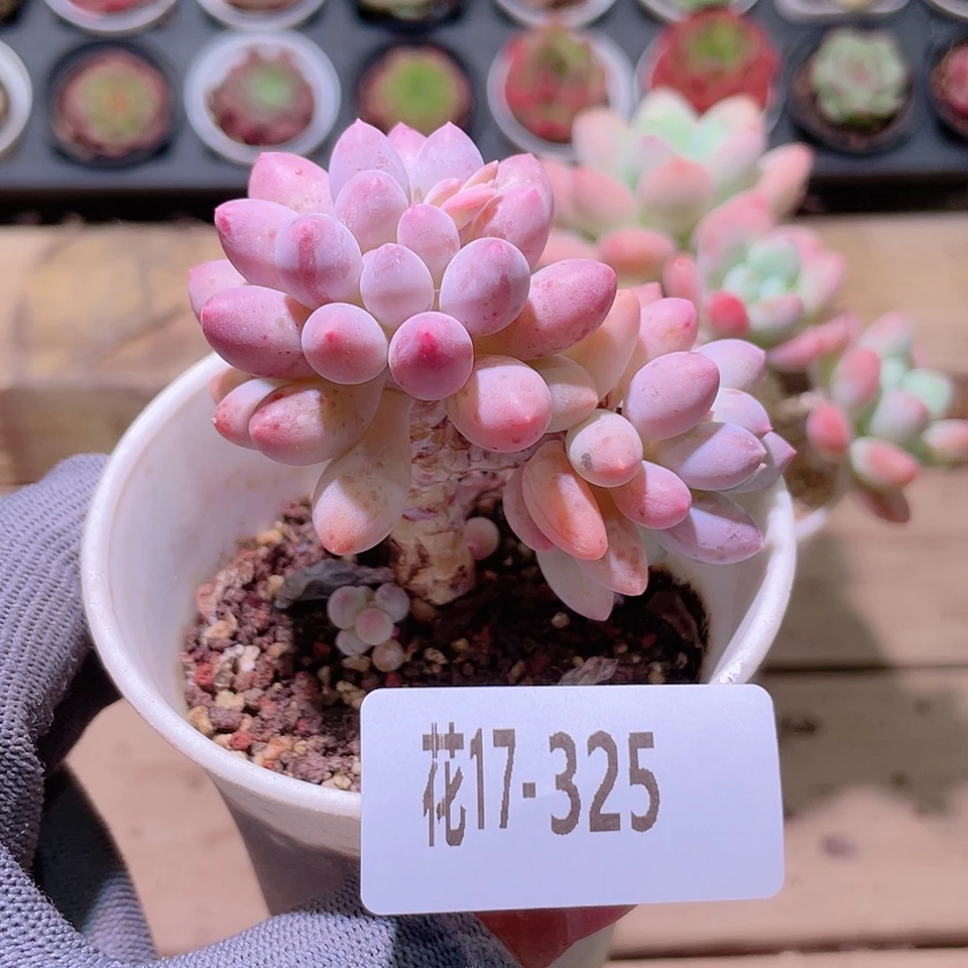 花利美17-325婴儿手指