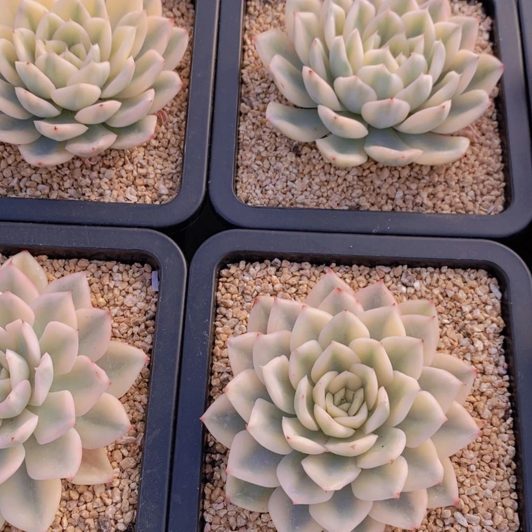 量拍1号 精品母本月亮仙子锦单头两个