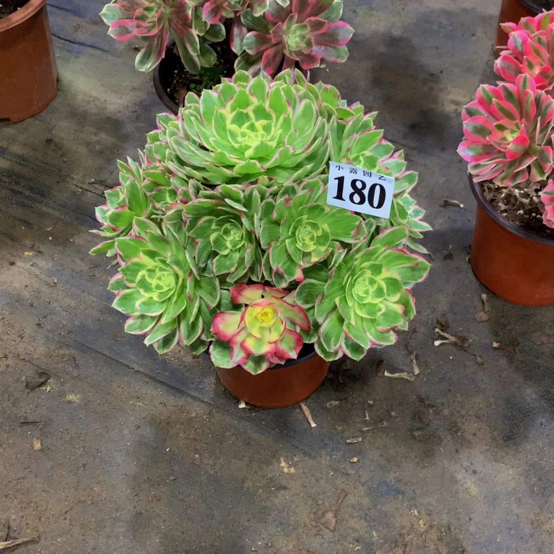 开***6多肉植物180水蜜桃888888