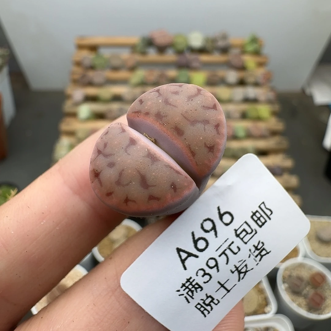 696多肉哈哈哈哈哈哈哈