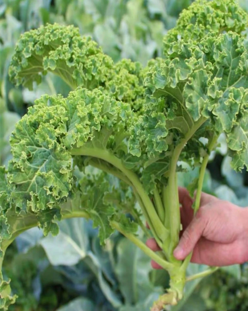 【食用羽衣甘蓝种子】耐寒食用观赏紫色蔬菜苗阳台四季盆栽