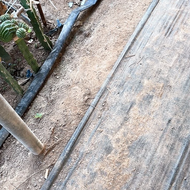 凤羽24153公分左右嫁接用