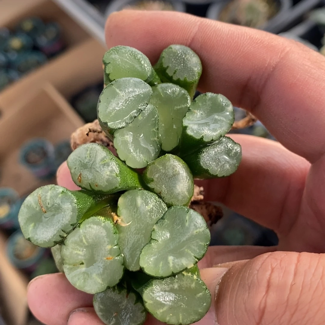2515 一颗大蜃气楼万象 挑最大的发货 主播力荐