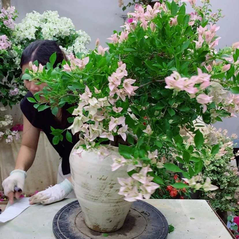【闪购商品】完全开放
