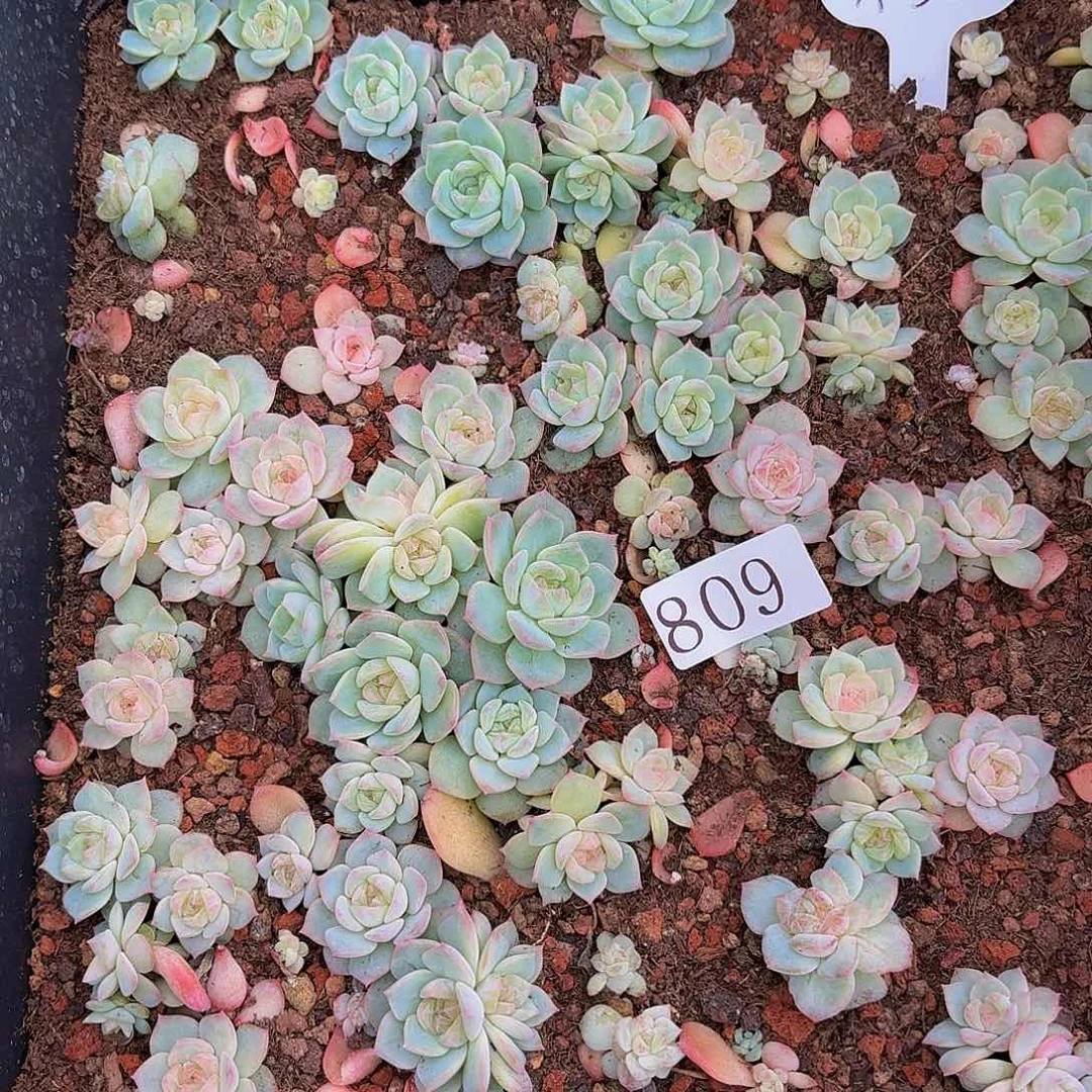 y****6多肉植物多肉植物809