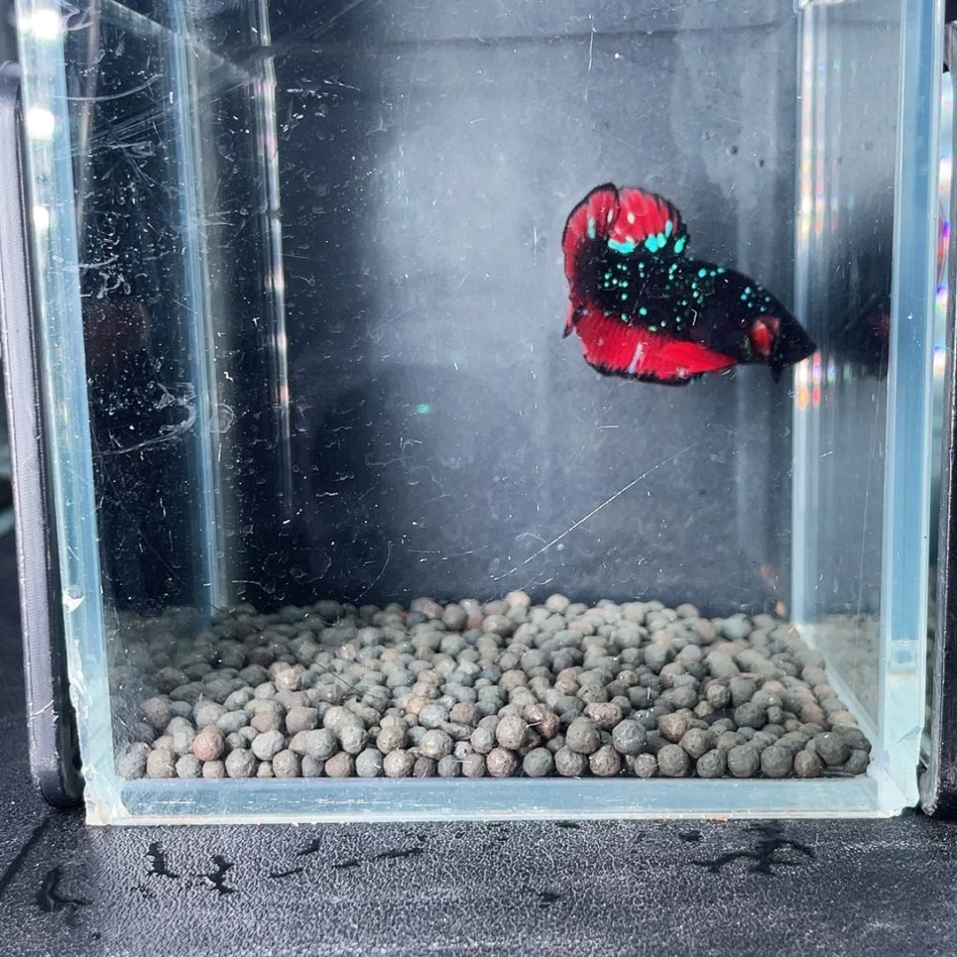斗鱼28号916早暗黑粉尘