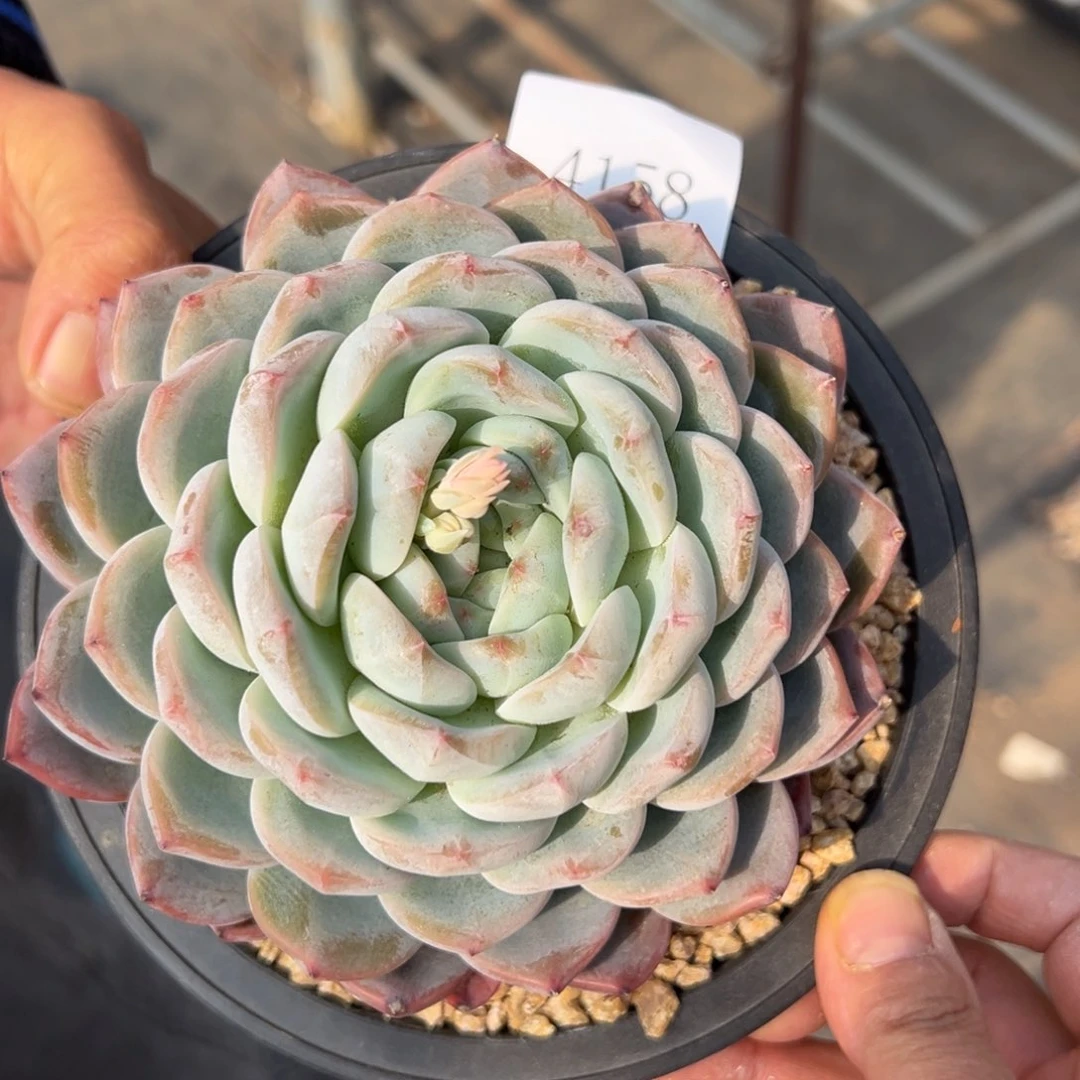 0****儿4158肉多哦肉多哦多哦