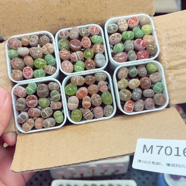 866零下地区记得拍保温箱满18包邮