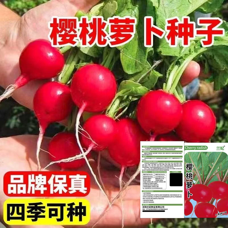 【樱桃萝卜种子】种籽水果大全高产阳台四季盆栽菜种子红皮萝卜