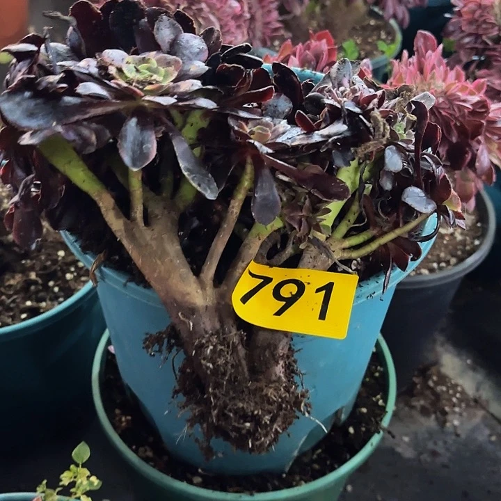 为**醉多肉植物福利791