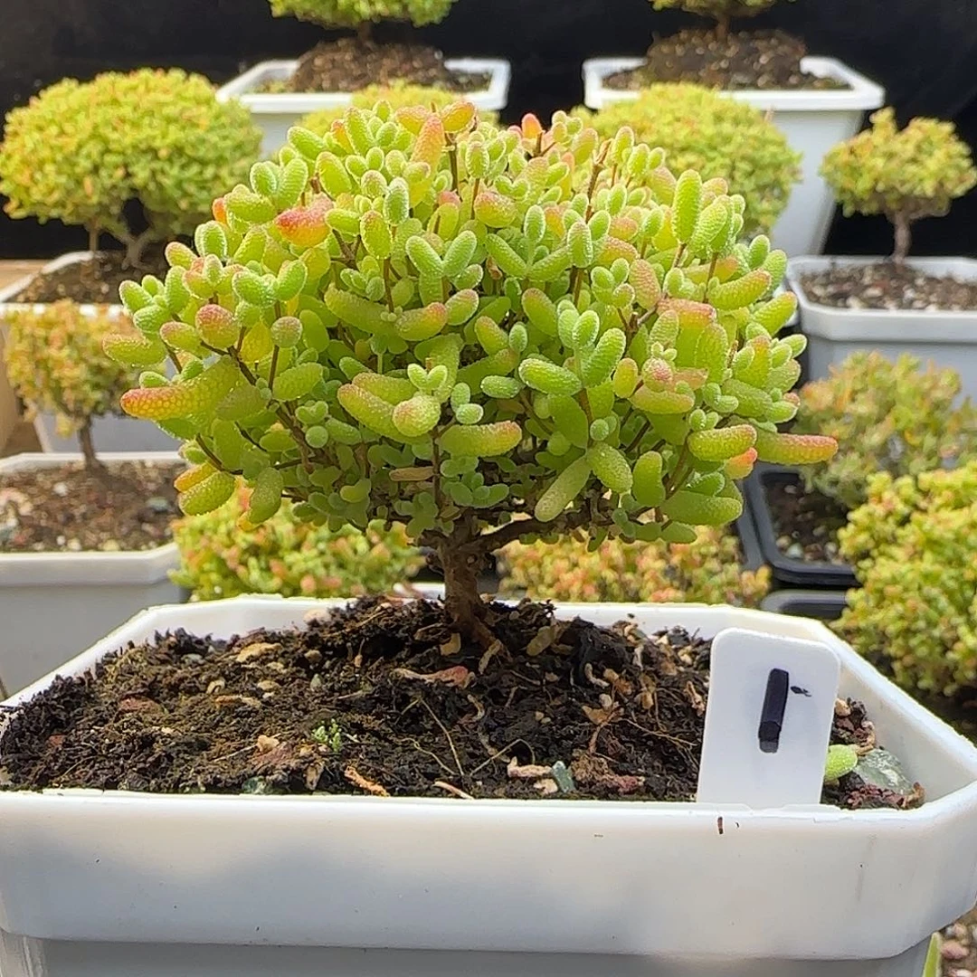 蜜橘糖球一物一拍