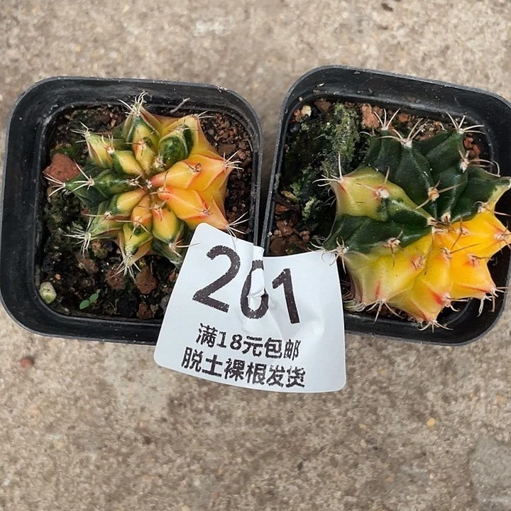 201牡丹锦两颗仙人球植物