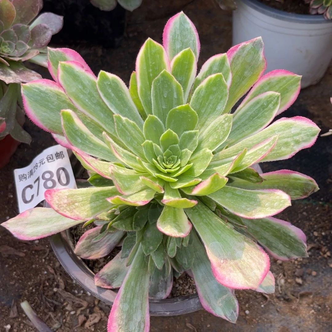 780多肉植物万彩灯