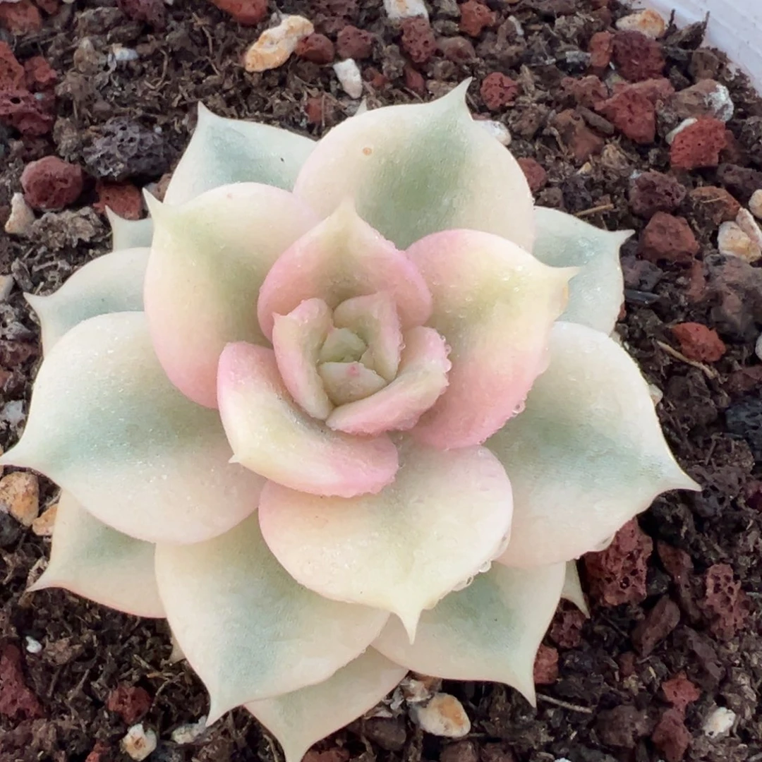 贝加尔湖锦，覆轮锦