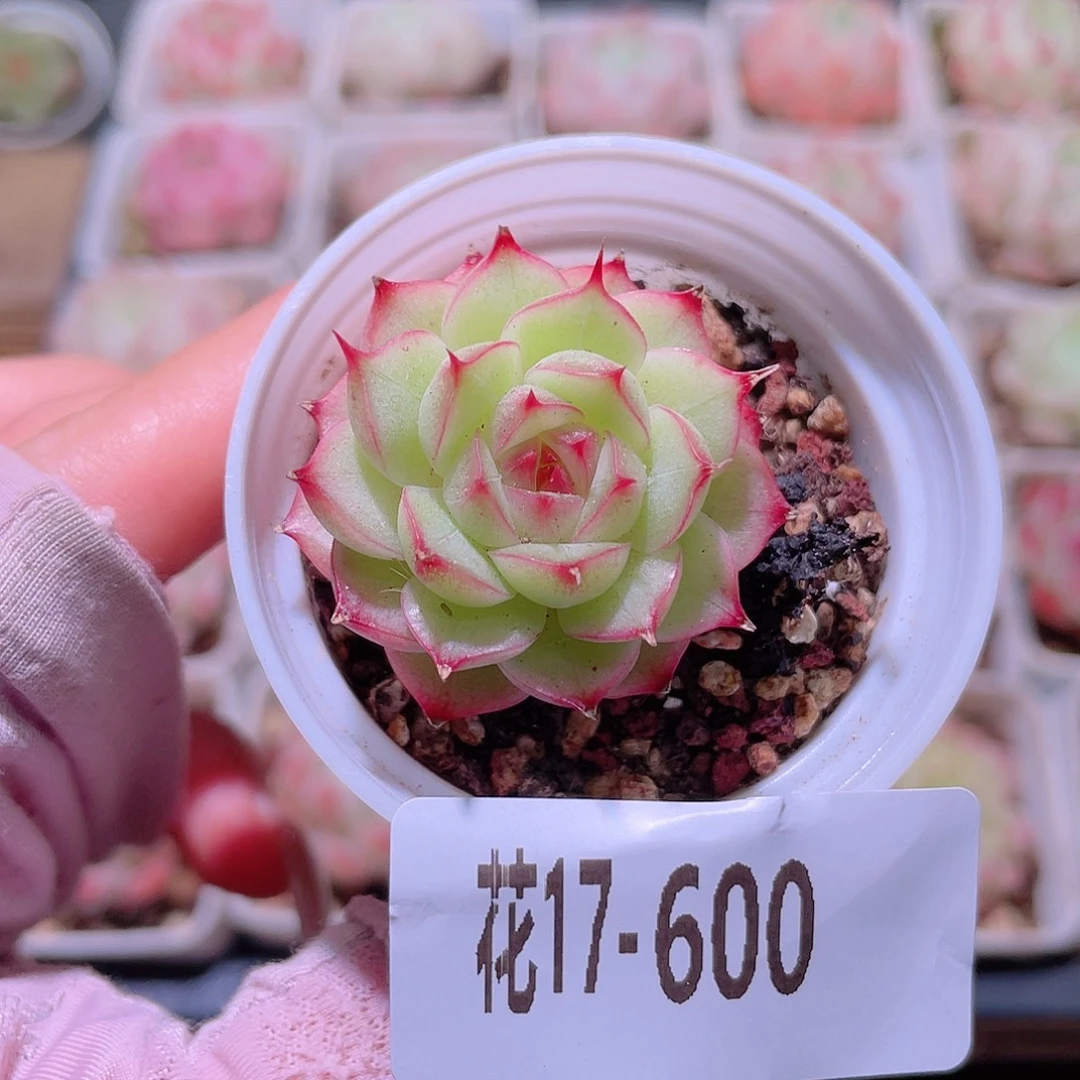 花利美17-600海王