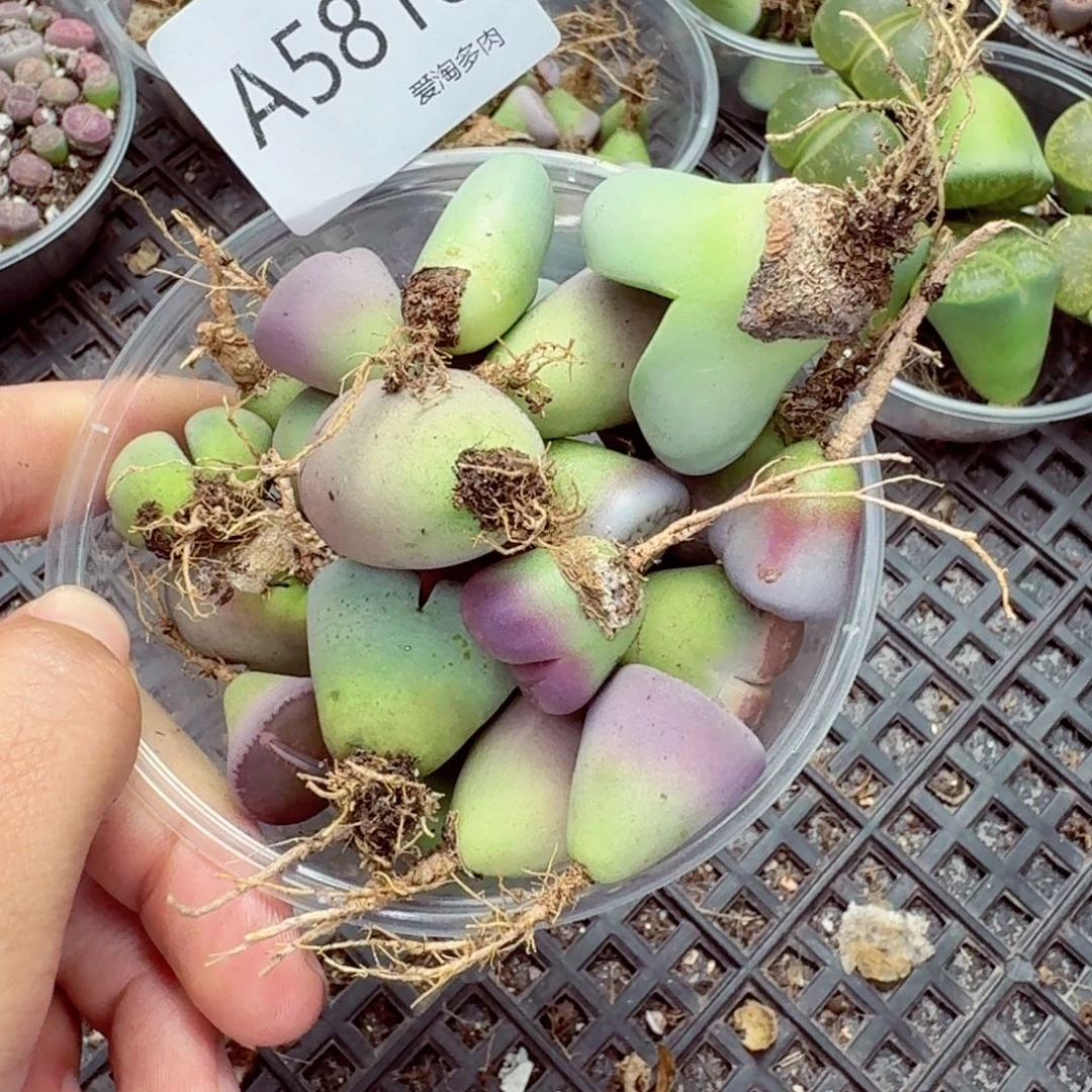5818—生石花 生石花