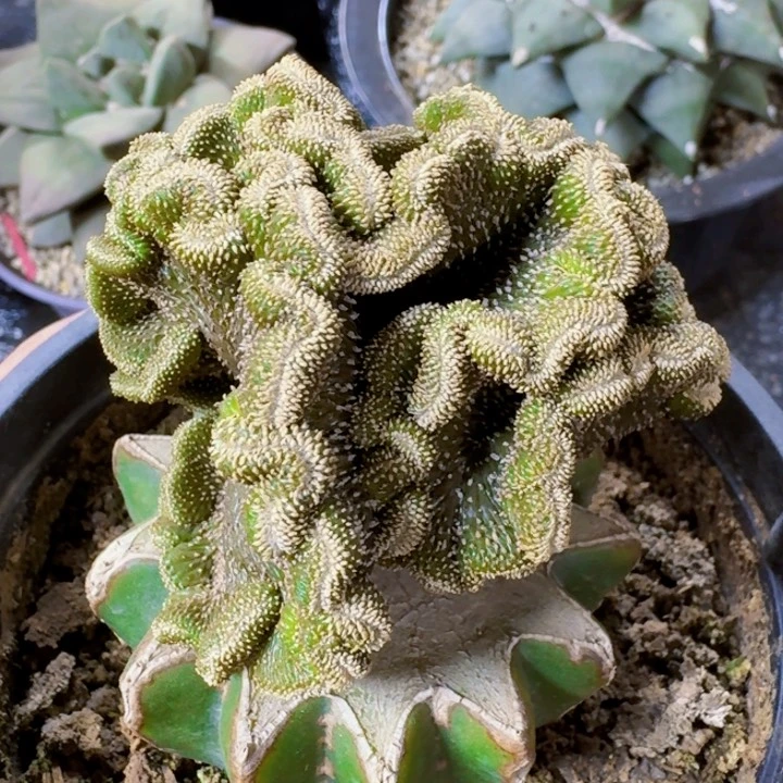 福利薄叶花龙缀832