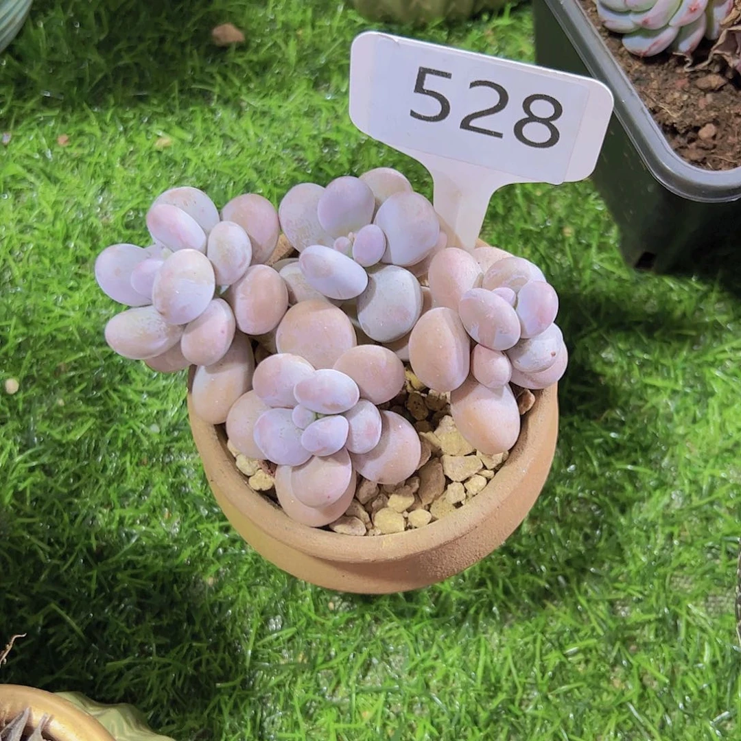 *️****528蛋黄奶20