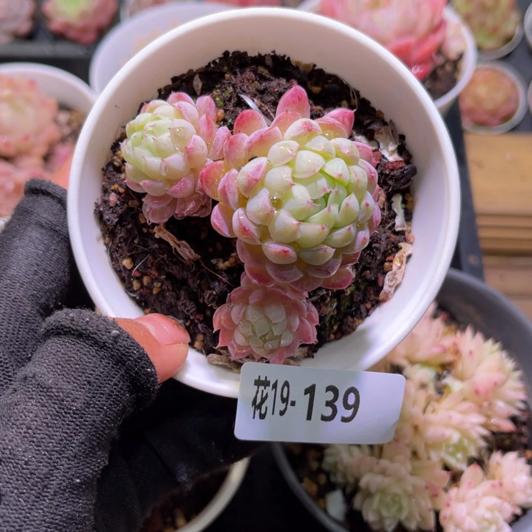 花19-139羊脂球带仔