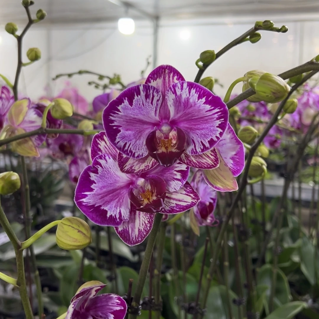 完全开放3.5寸双剑大展宏图，58.8一颗