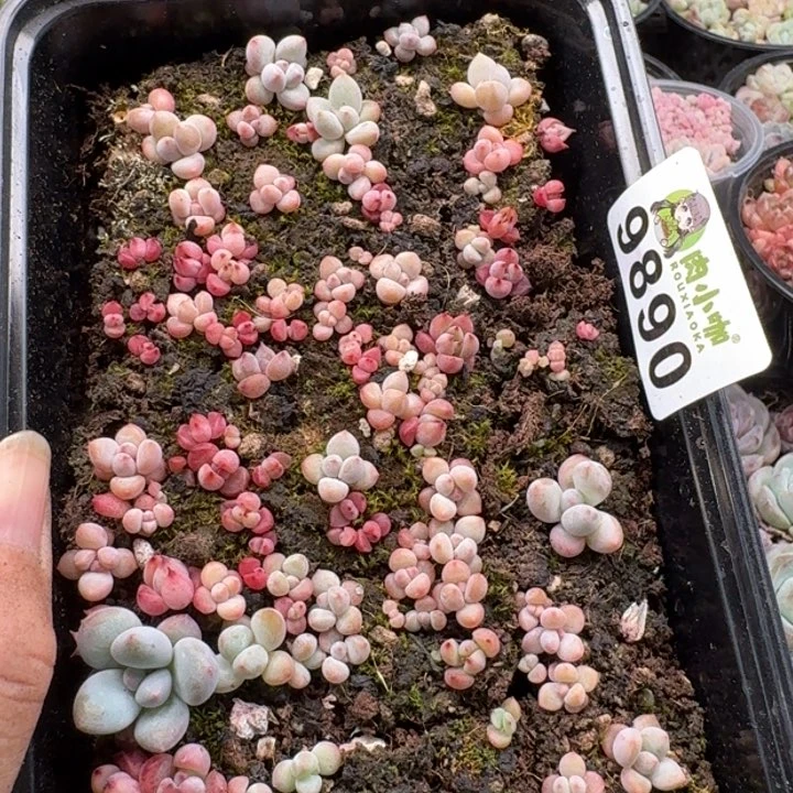 当前无花朵，栽培后可花朵多肉植物多肉植物